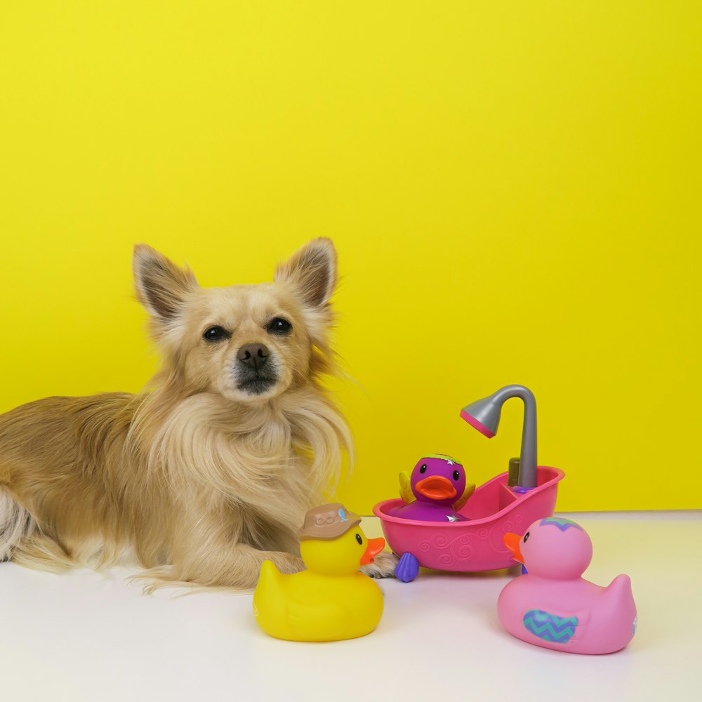 ピンクのプラスチック玩具で遊ぶ茶色のチワワの子犬
