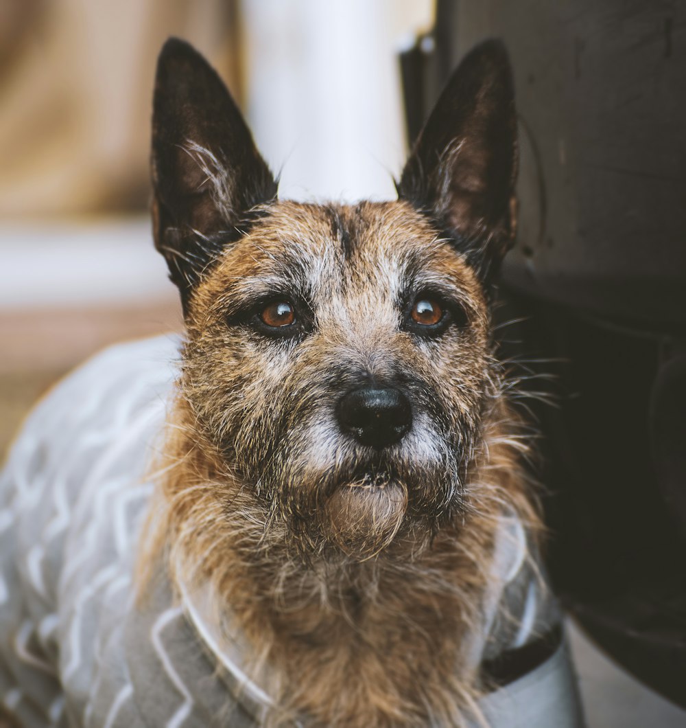 brown and white short coated dog