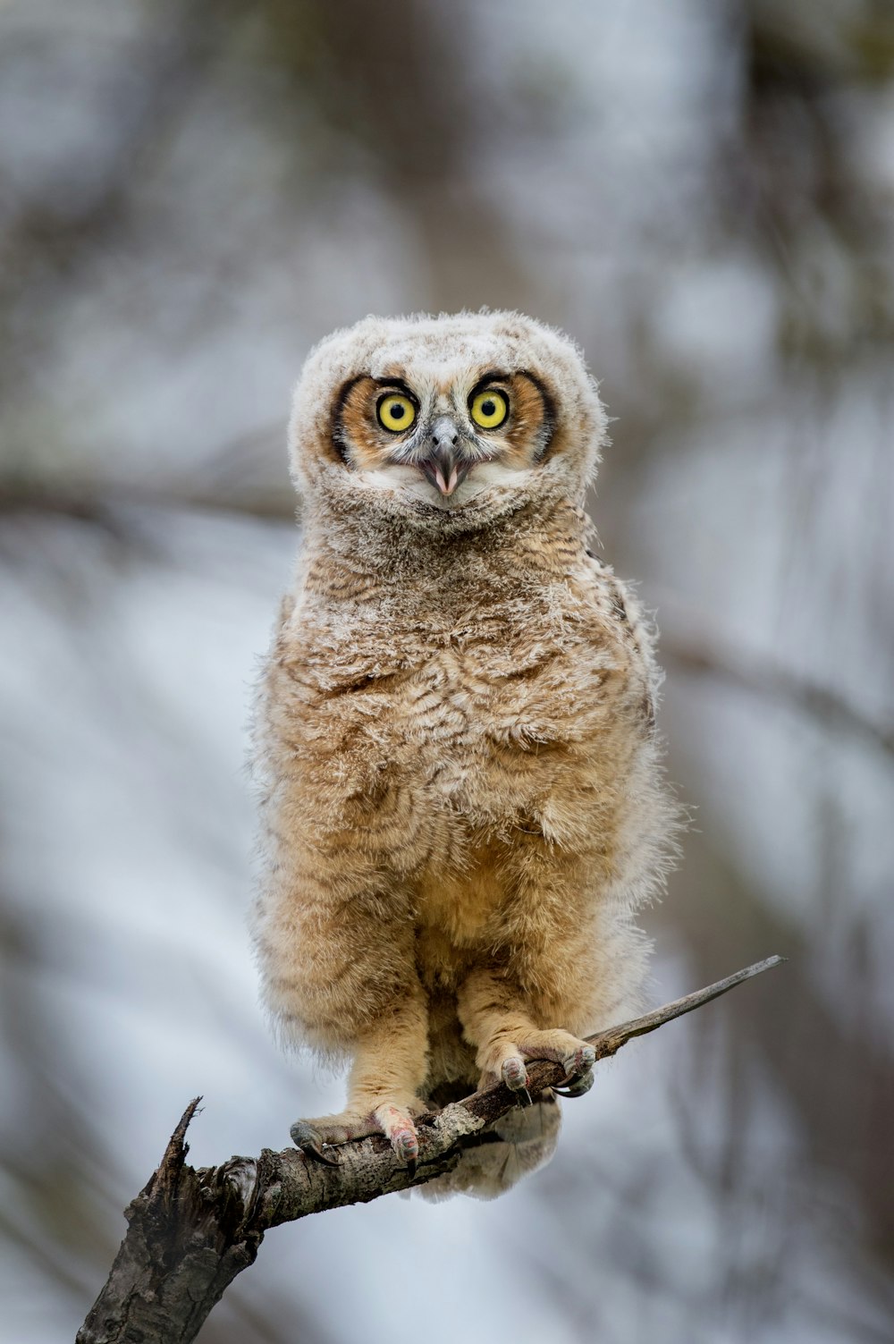 brown owl on snow covered ground during daytime