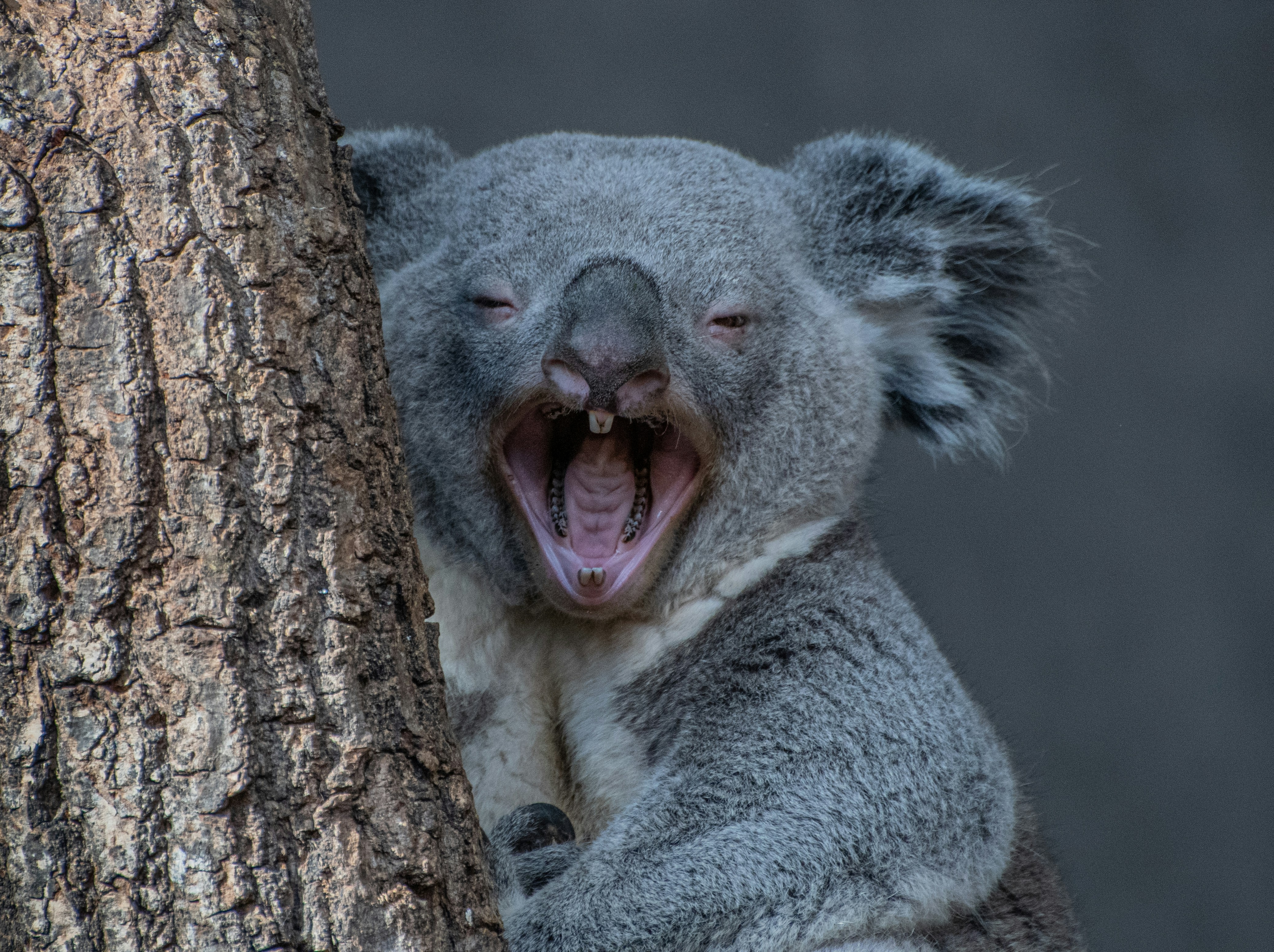 Everyone knows about the bad fires in australia. A lot of animals died this year and even more land area. This little koala was lucky, so he tried to say hello to me