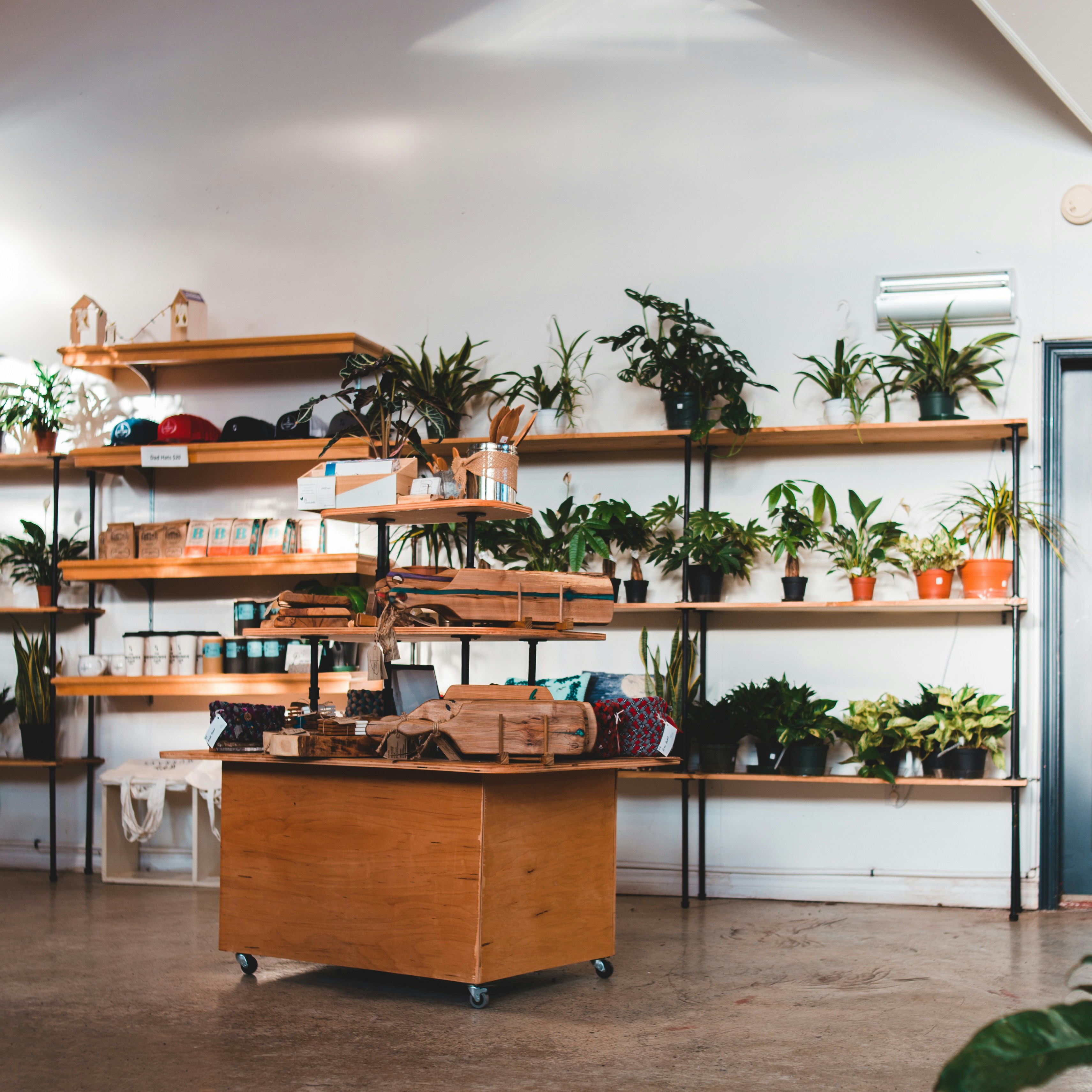 Leafsy's Best Indoor Plants