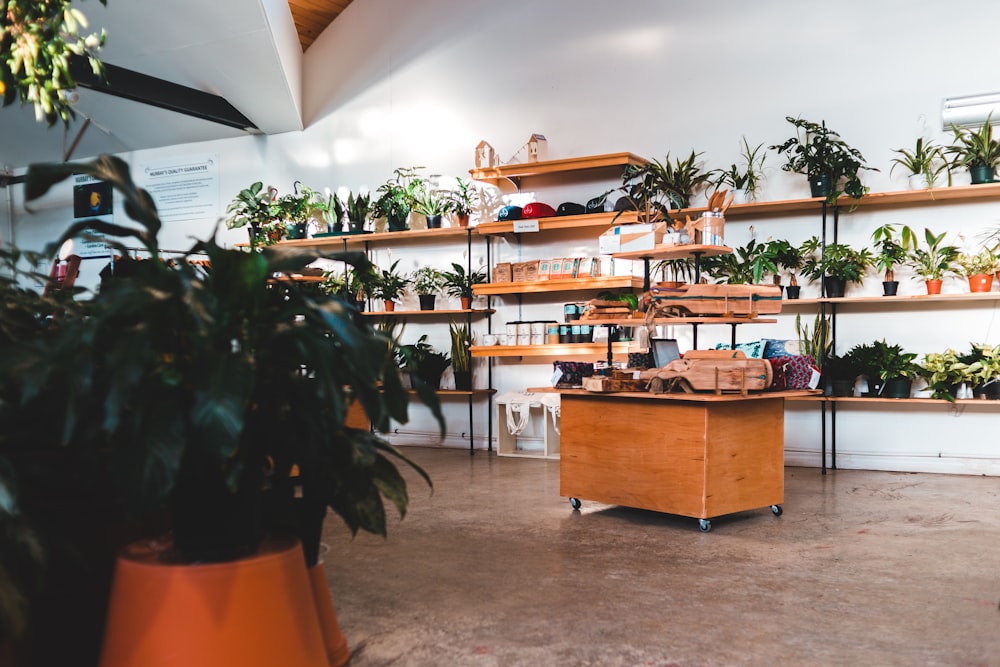 green potted plant on brown wooden desk