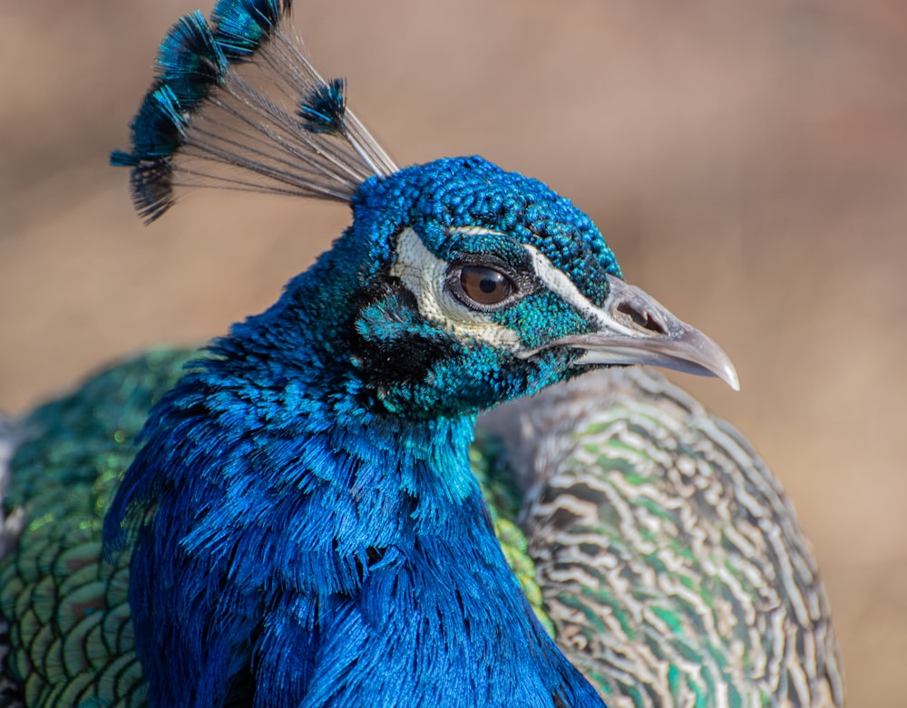 blue peacock in close up photography