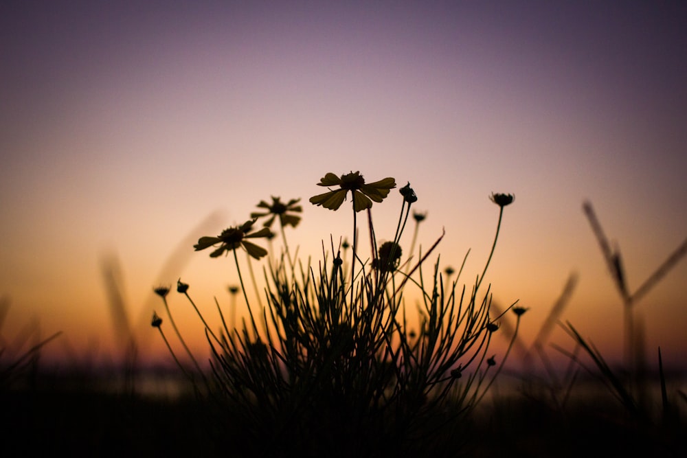 white flowers in tilt shift lens