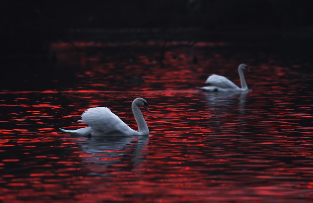 white swan on water during daytime