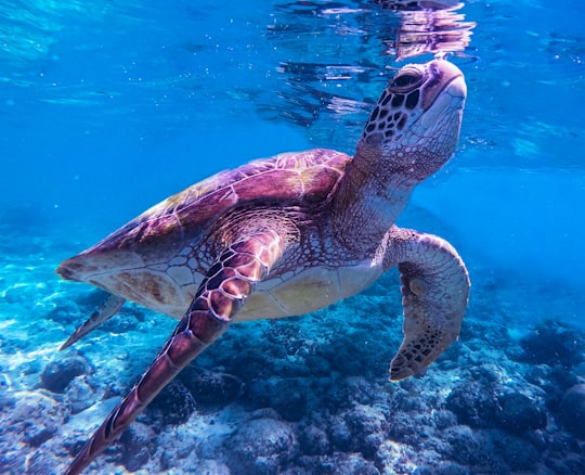 brown and black turtle in water in Moalboal Philippines