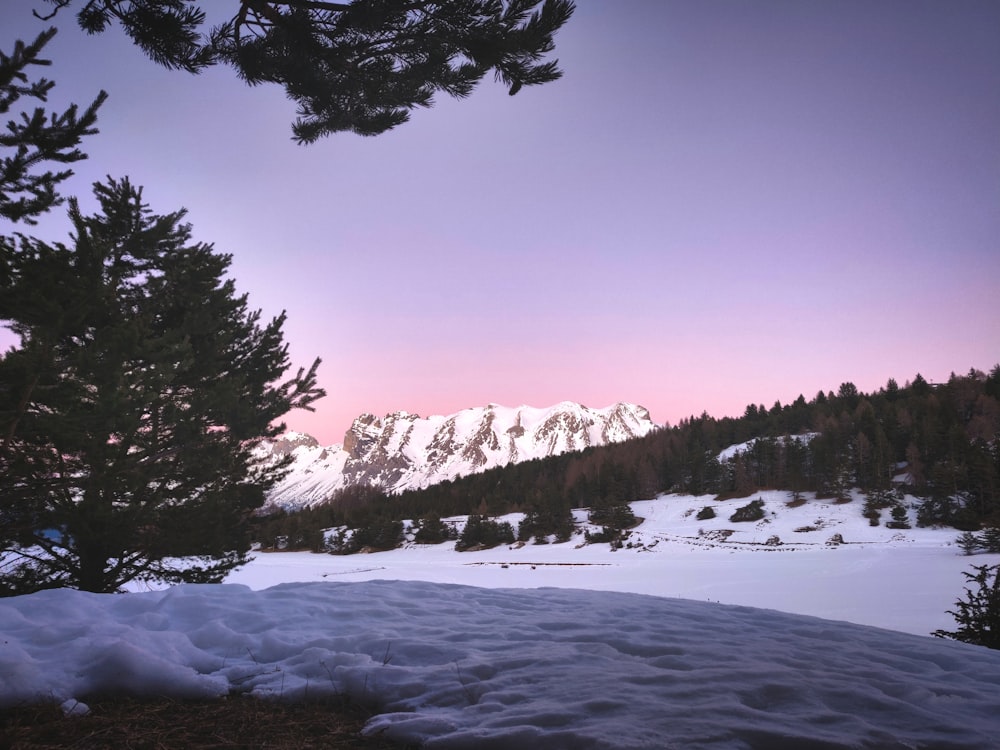 green trees on snow covered ground during daytime