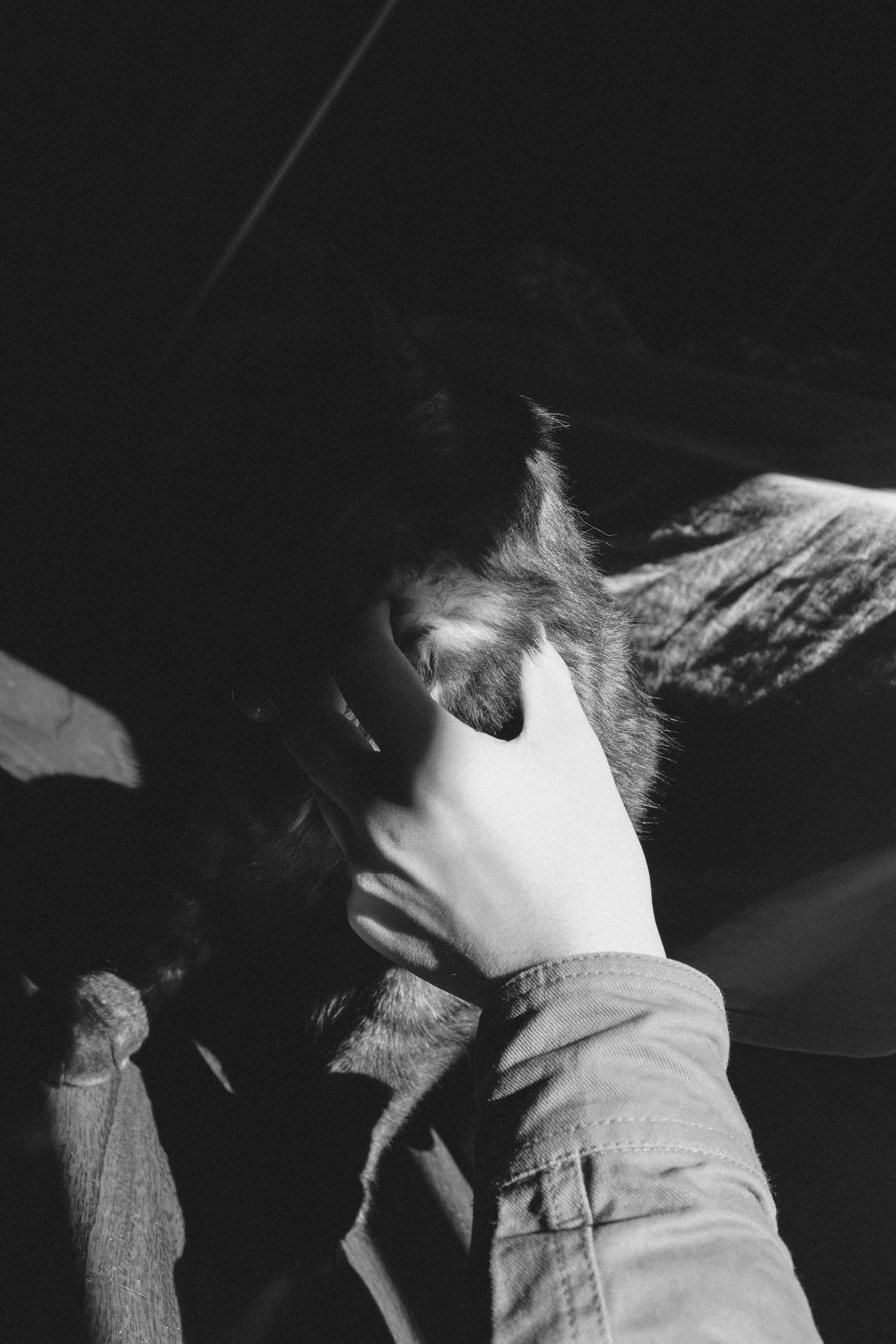 grayscale photo of person holding cat