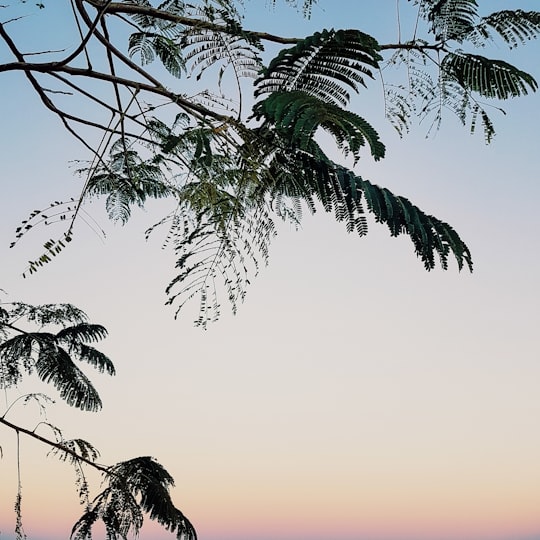 green palm tree during sunset in Vianópolis Brasil