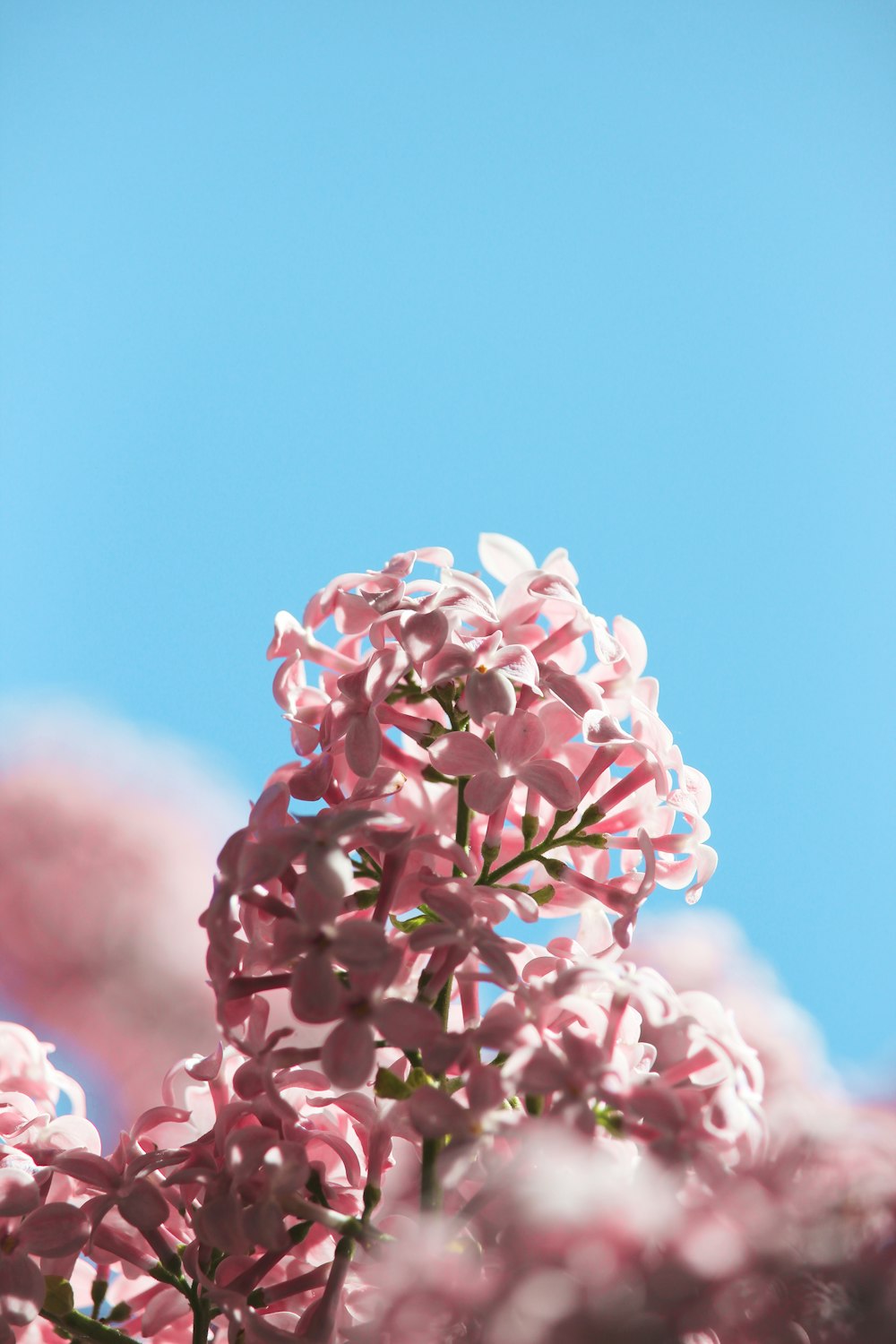 pink and white flower under blue sky during daytime