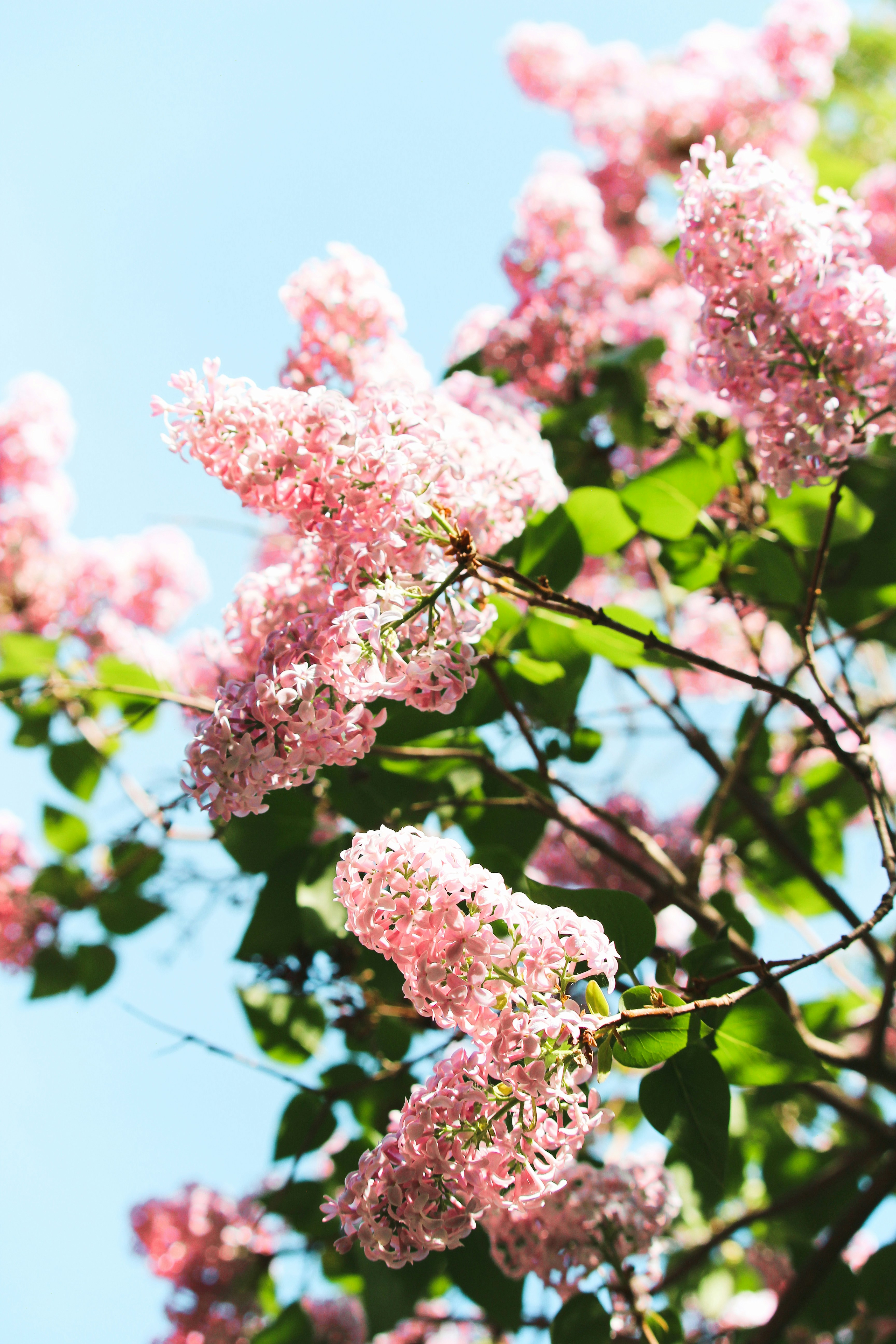 Photo by californong