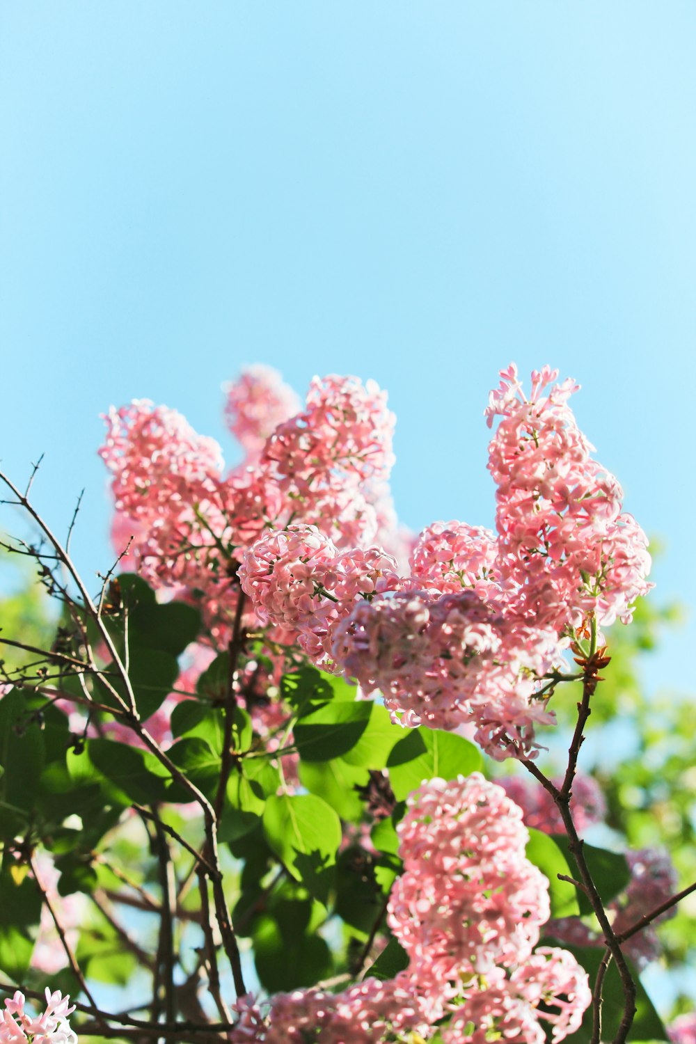 pink flowers with green leaves