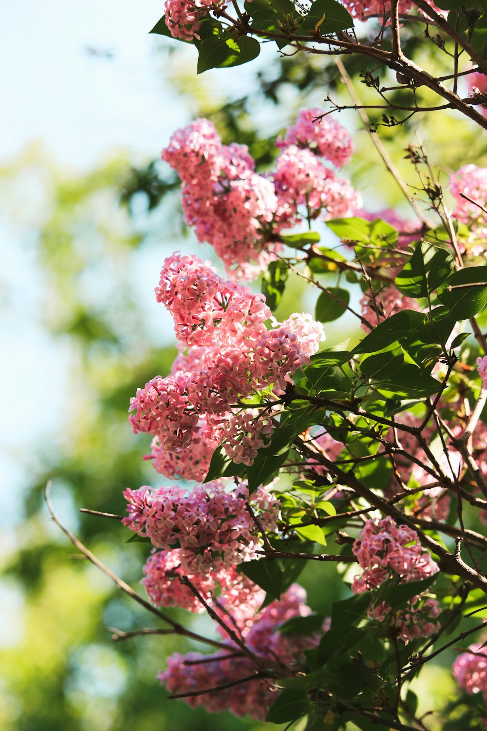 pink cherry blossom in close up photography