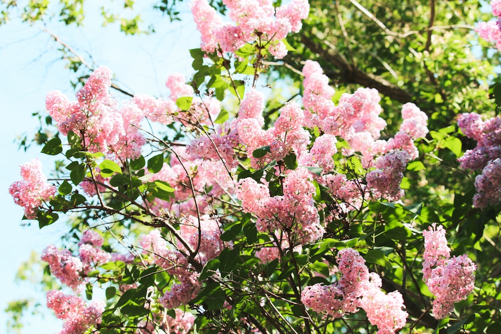 flor de cerejeira rosa durante o dia