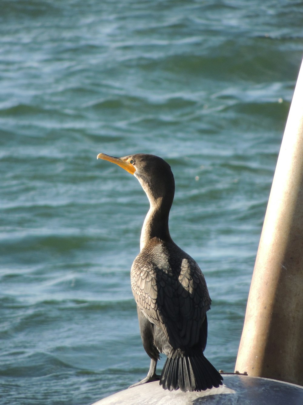 black and white duck on brown wooden fence near body of water during daytime