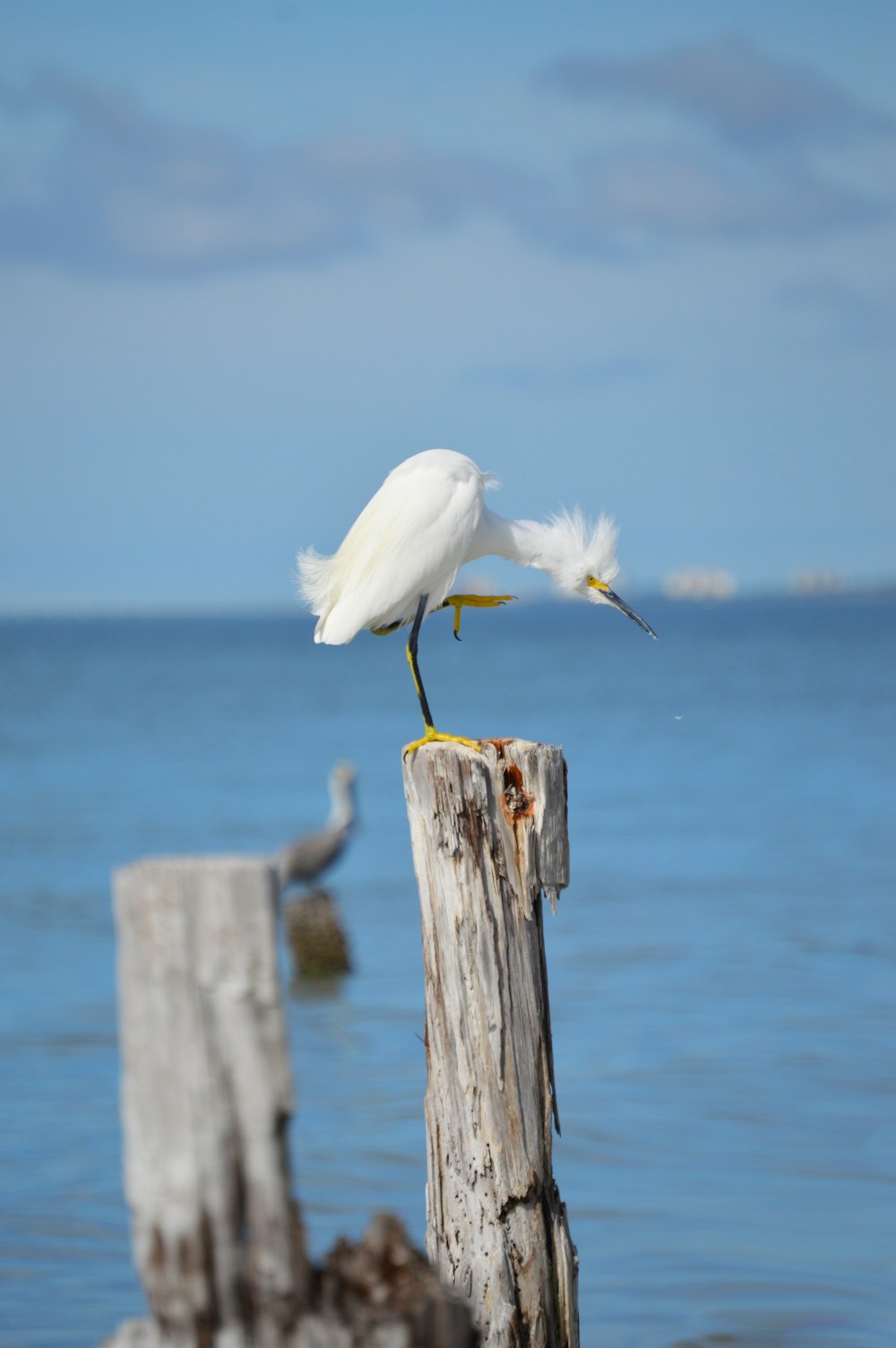 white bird on brown wooden post near sea during daytime