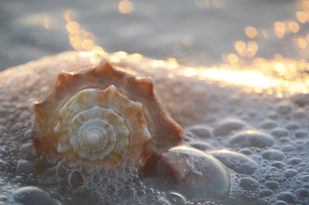 brown and white seashell on beach during daytime