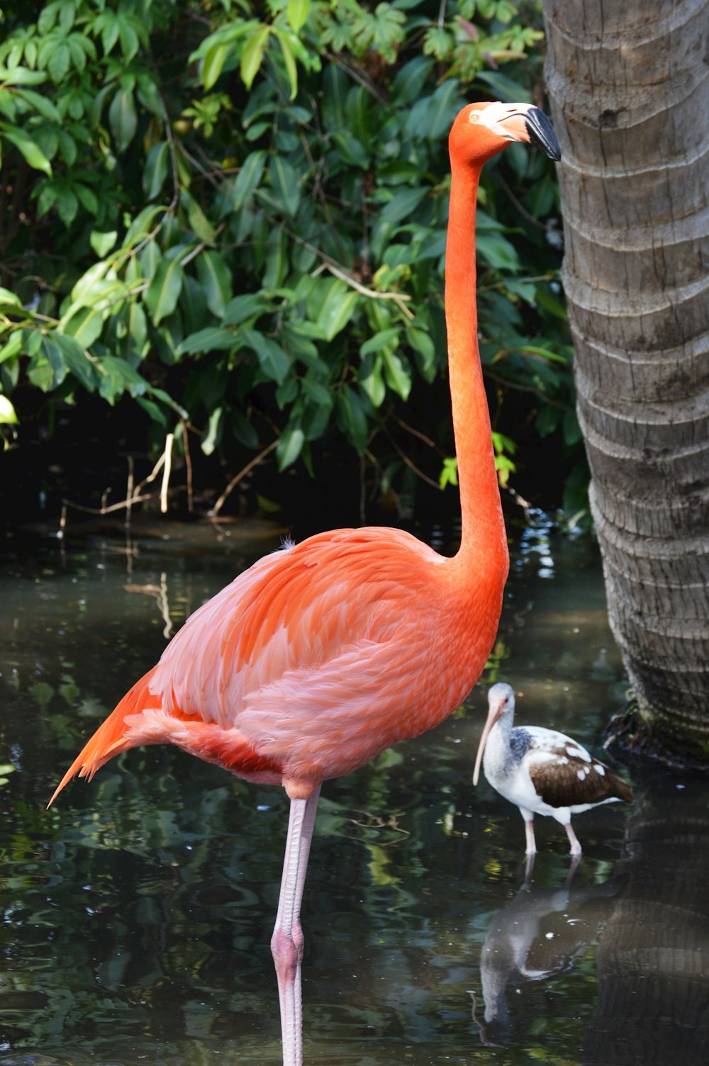 pink flamingo on water during daytime