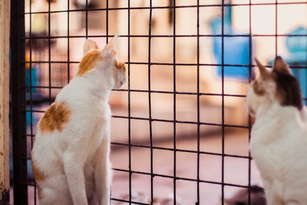 white and orange cat on cage