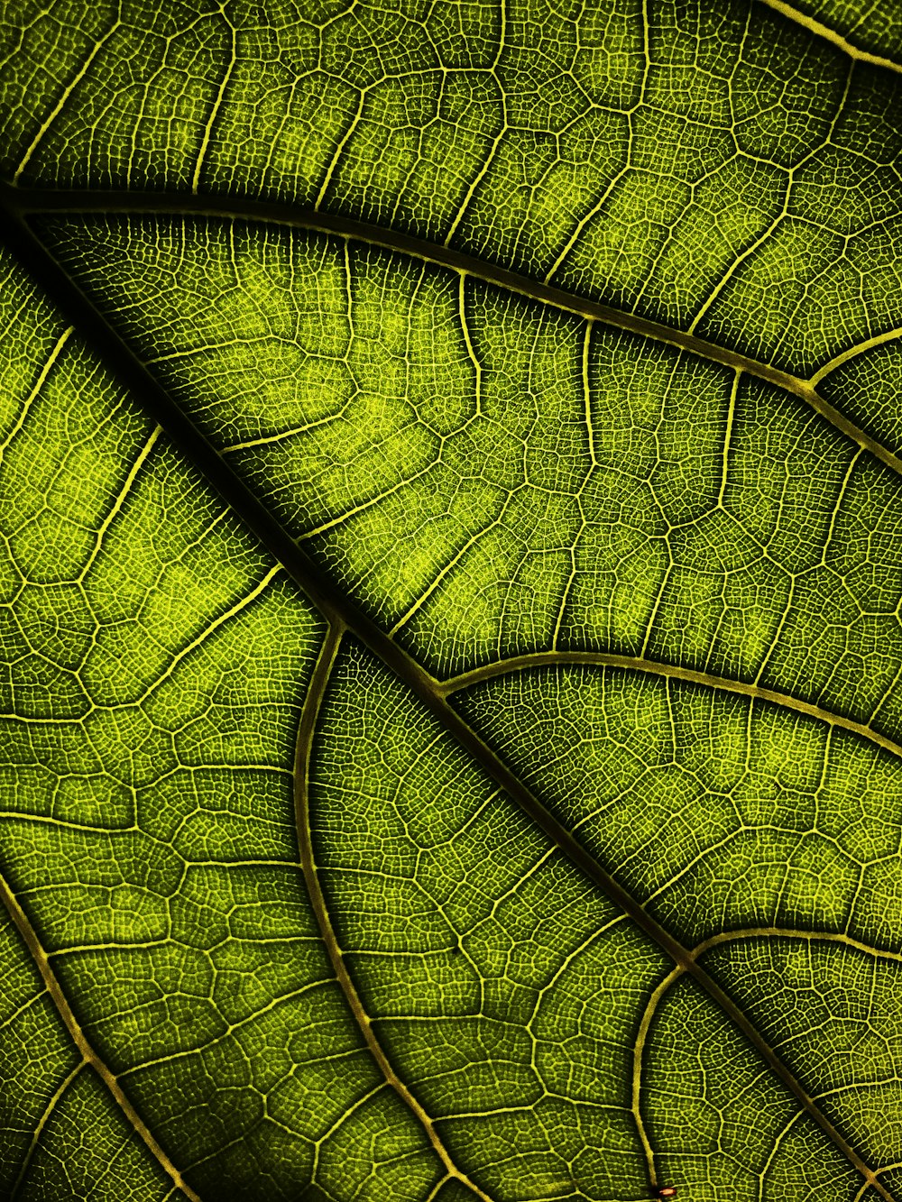 green leaf in close up photography