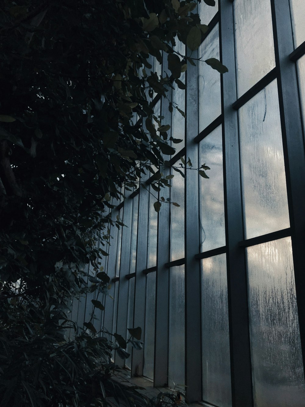 grayscale photo of trees and plants