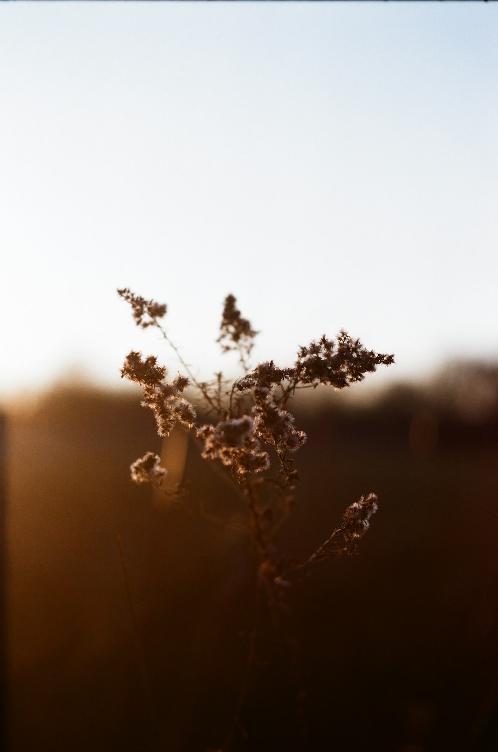 brown plant in tilt shift lens