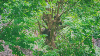 An Andean bear resting peacefully in a lush cloud forest of Ecuador, surrounded by vibrant greenery and mist.