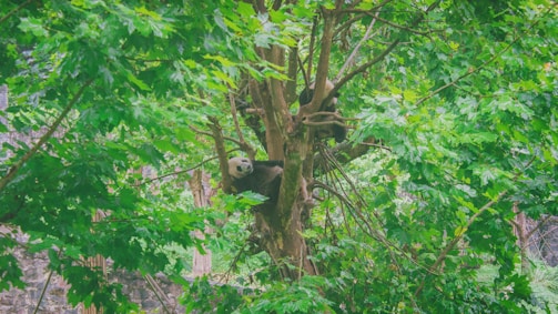 A panda rests comfortably in the branches of a lush green tree, surrounded by vibrant foliage. The animal's black and white fur contrasts with the dense greenery of the leaves.