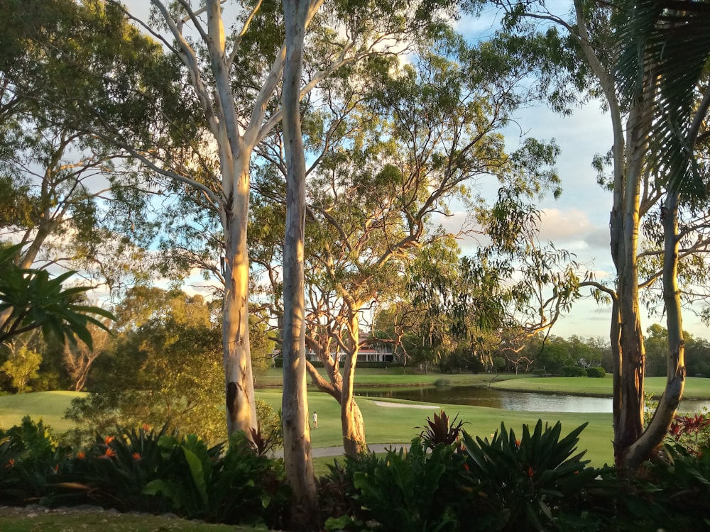 green trees near body of water during daytime