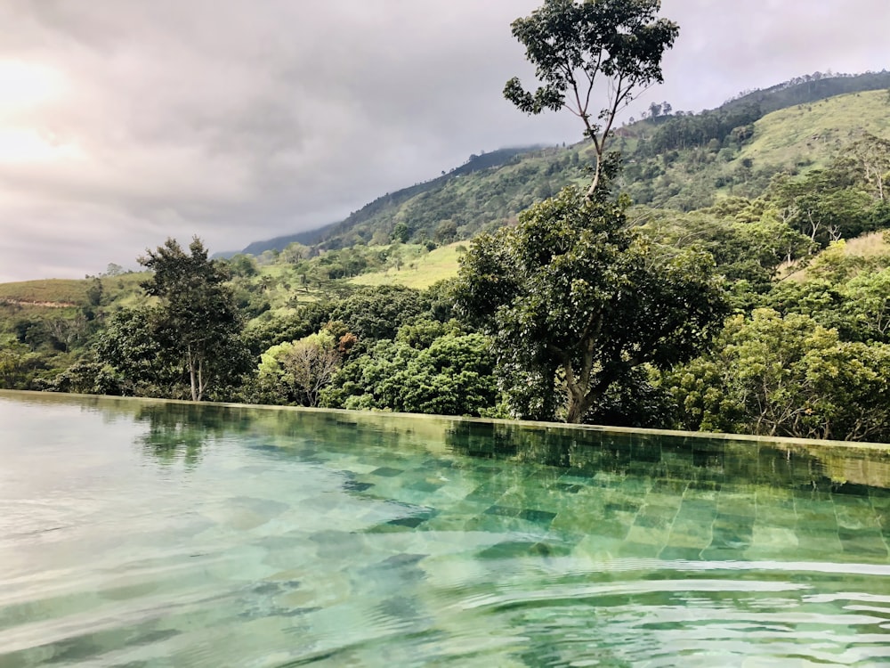 green trees near body of water during daytime