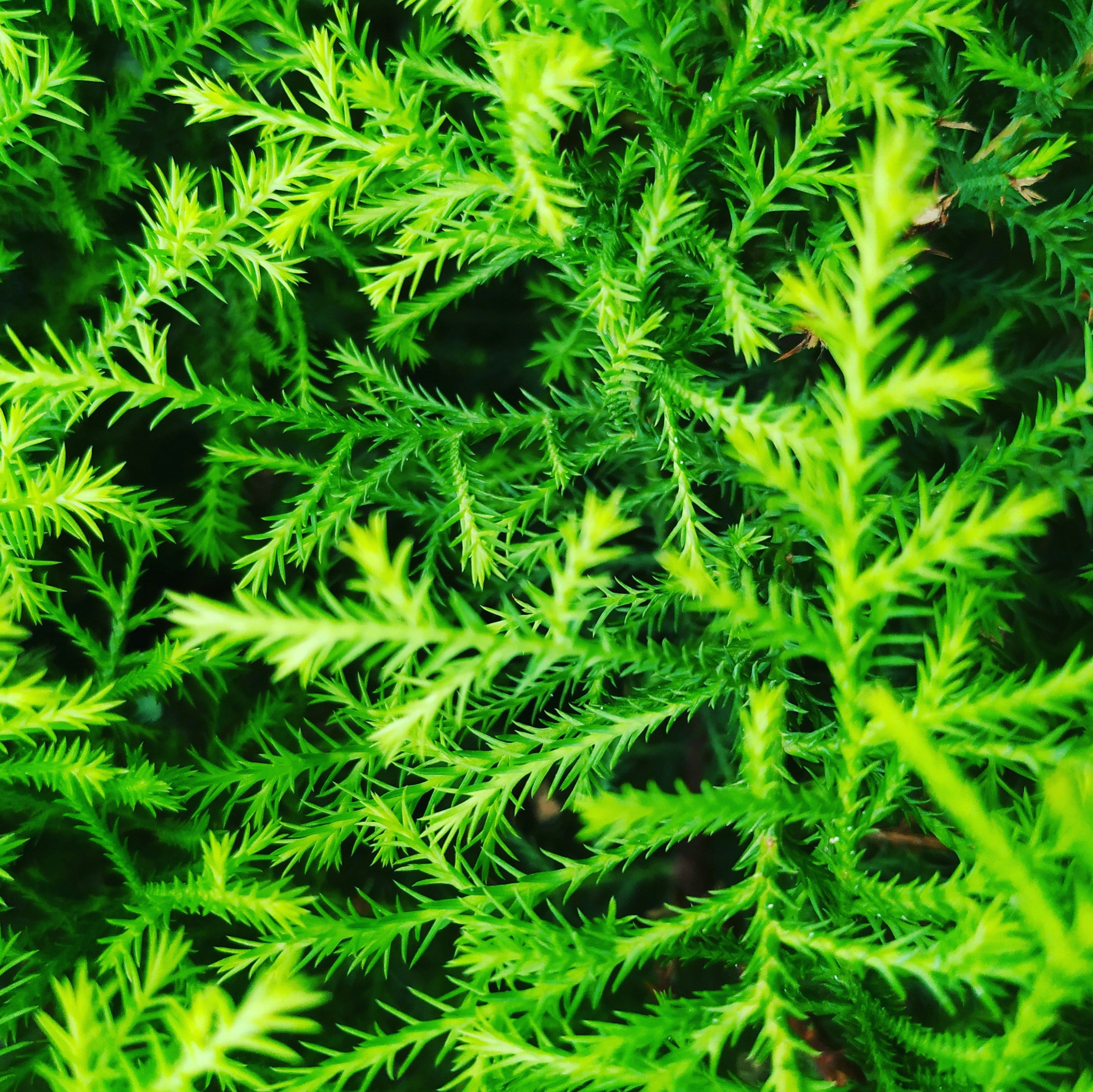 Photo by gauthamarcot