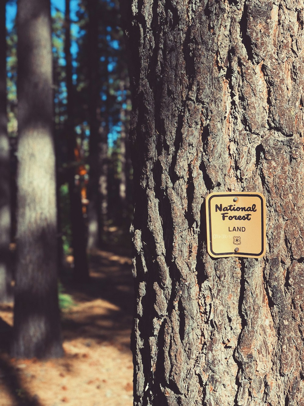 white and black wooden signage on brown tree trunk