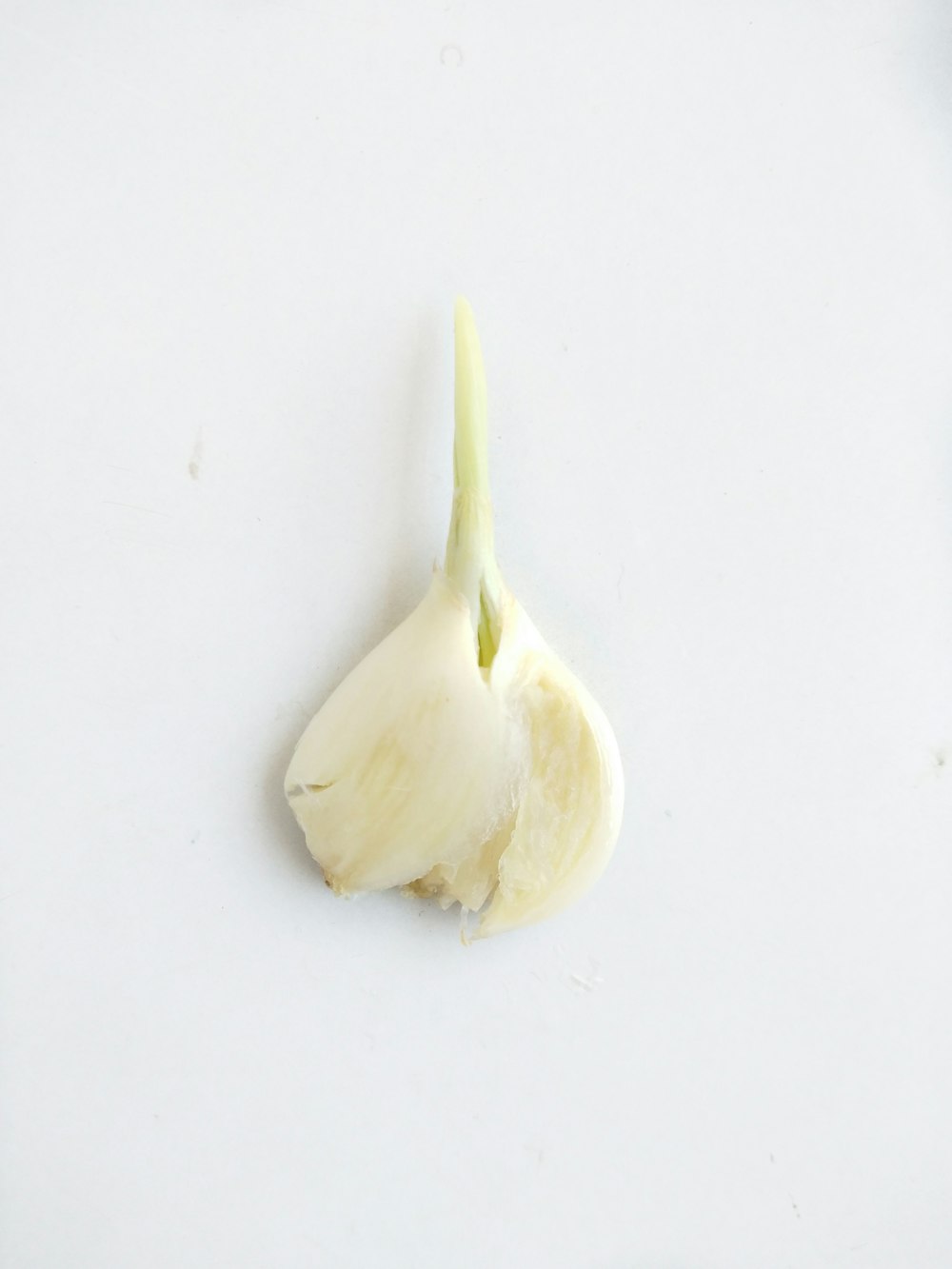 white garlic on white table