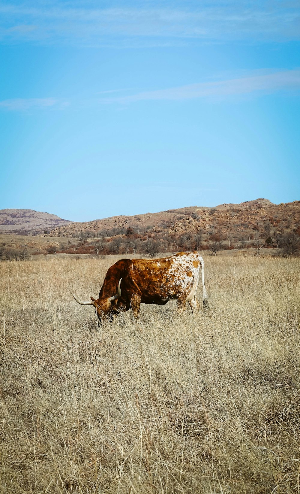 animal marrón en un campo de hierba marrón durante el día