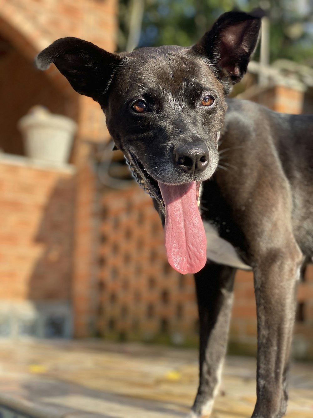 black and white short coated dog