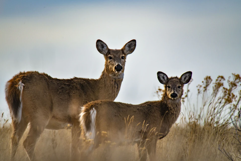Two deer stand side by side in tall grass and shrubs together