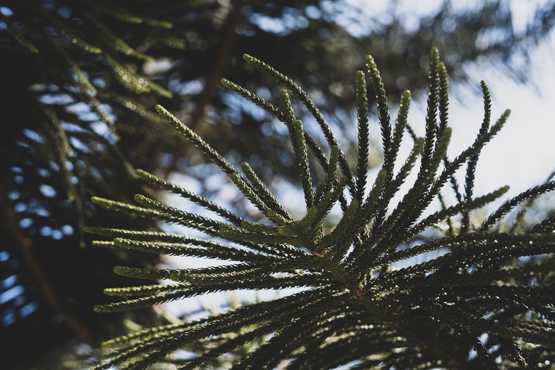 green pine tree during daytime