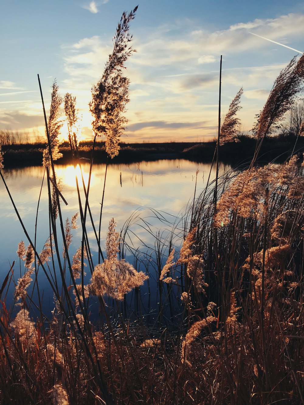 brown grass near lake during sunset