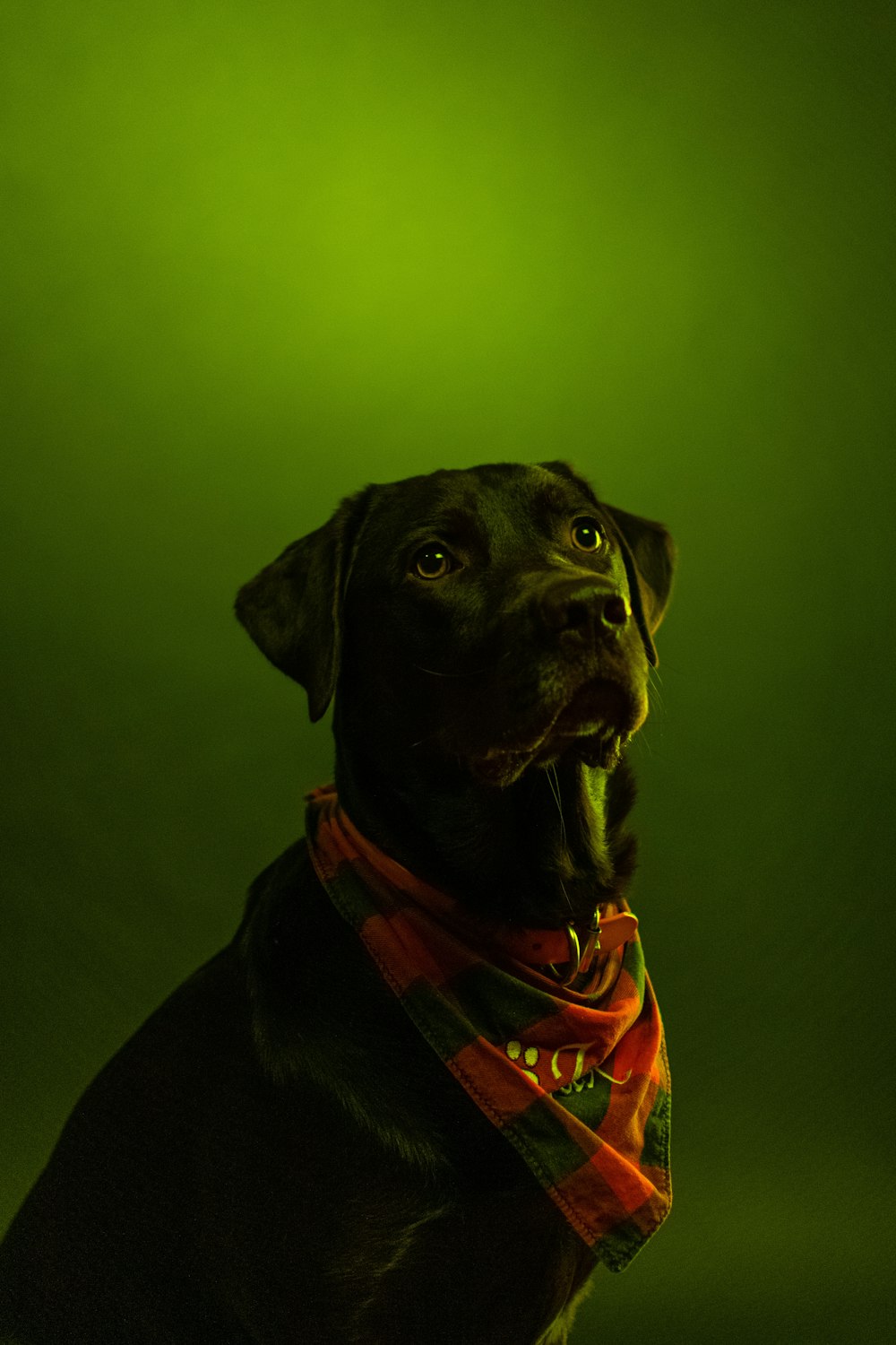 black short coated dog wearing orange and black scarf