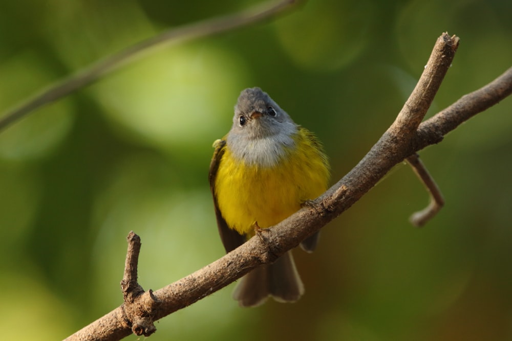 pájaro amarillo y gris en la rama marrón de un árbol