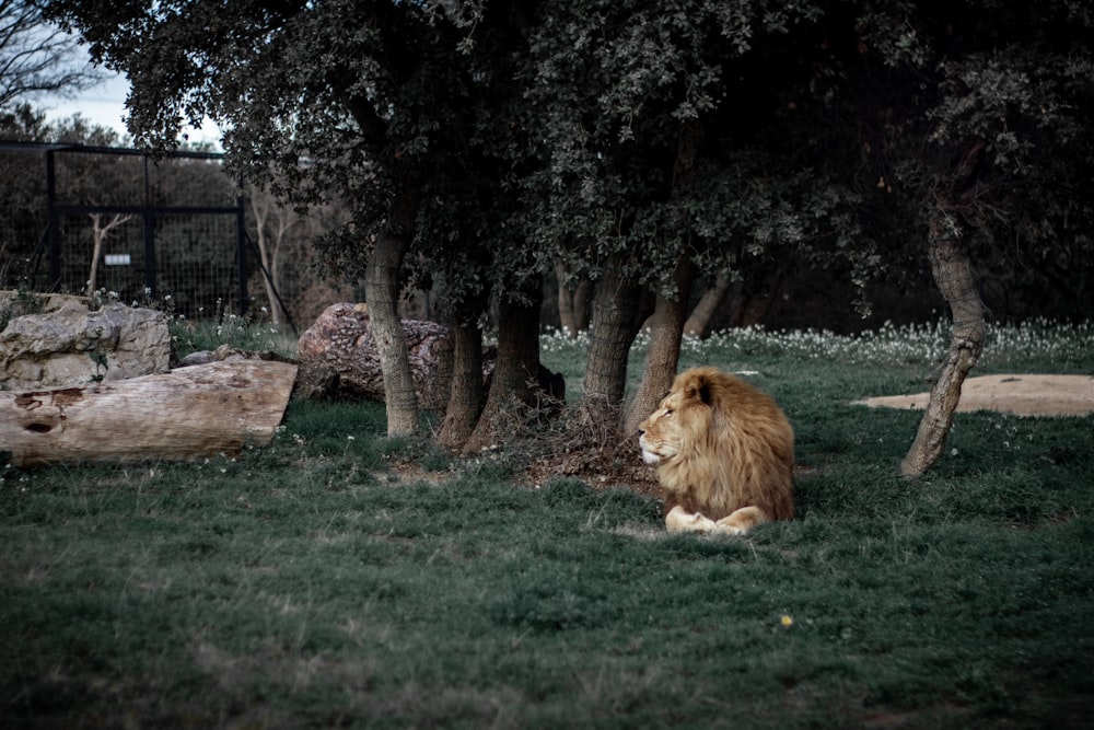 lion lying on green grass field near trees during daytime