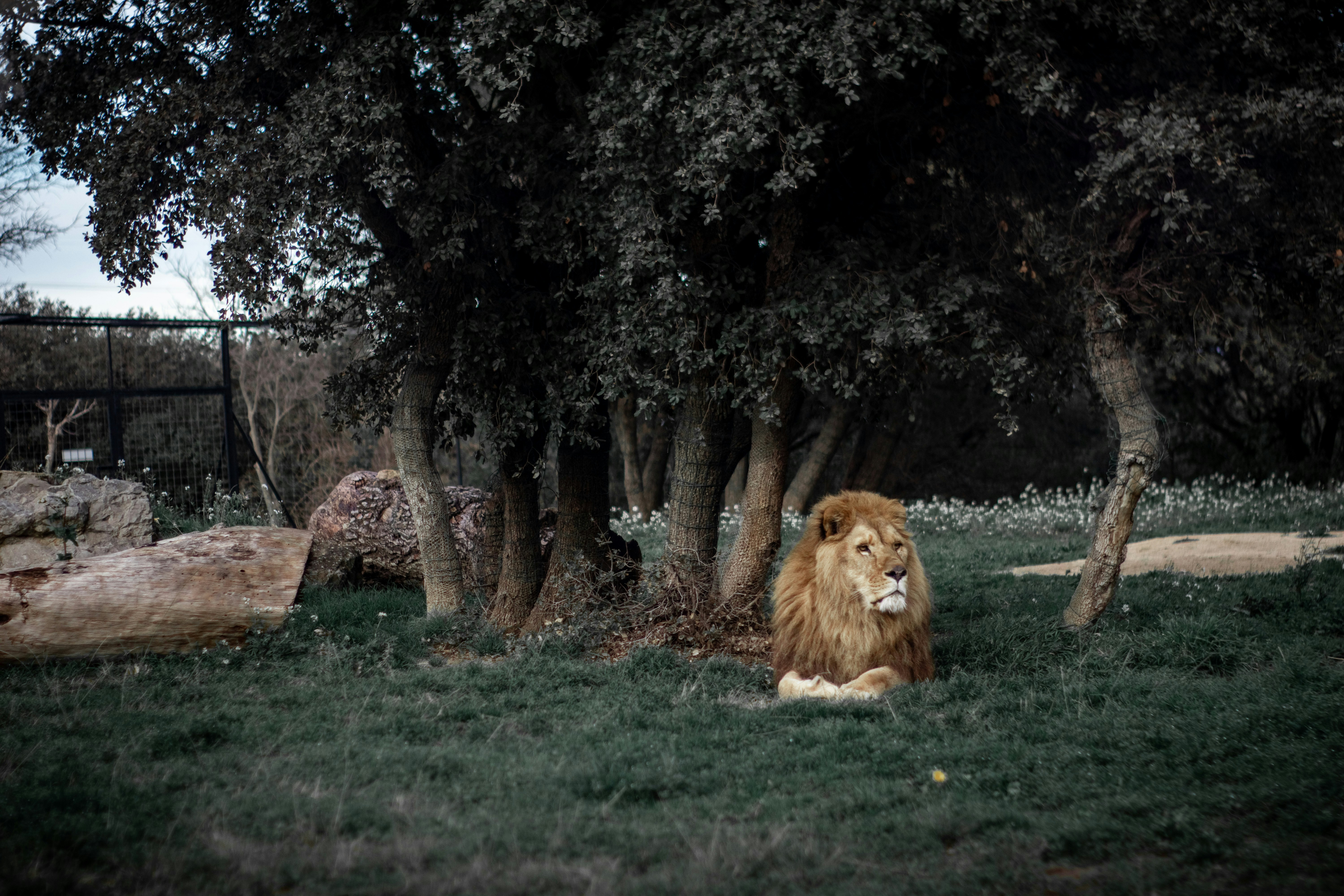 Lions Club Park