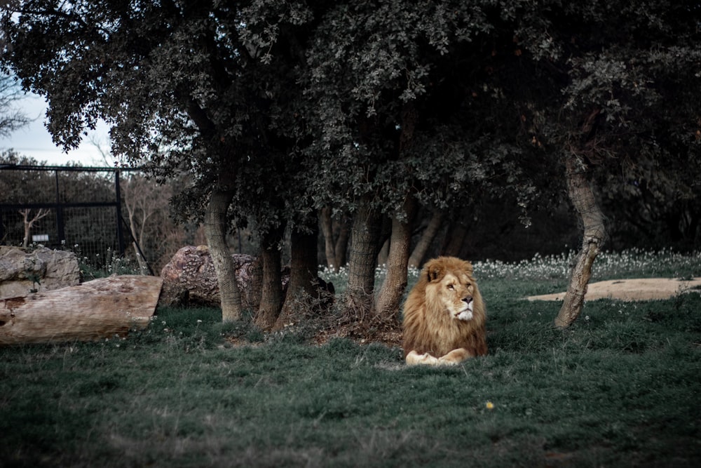 brown lion lying on green grass field
