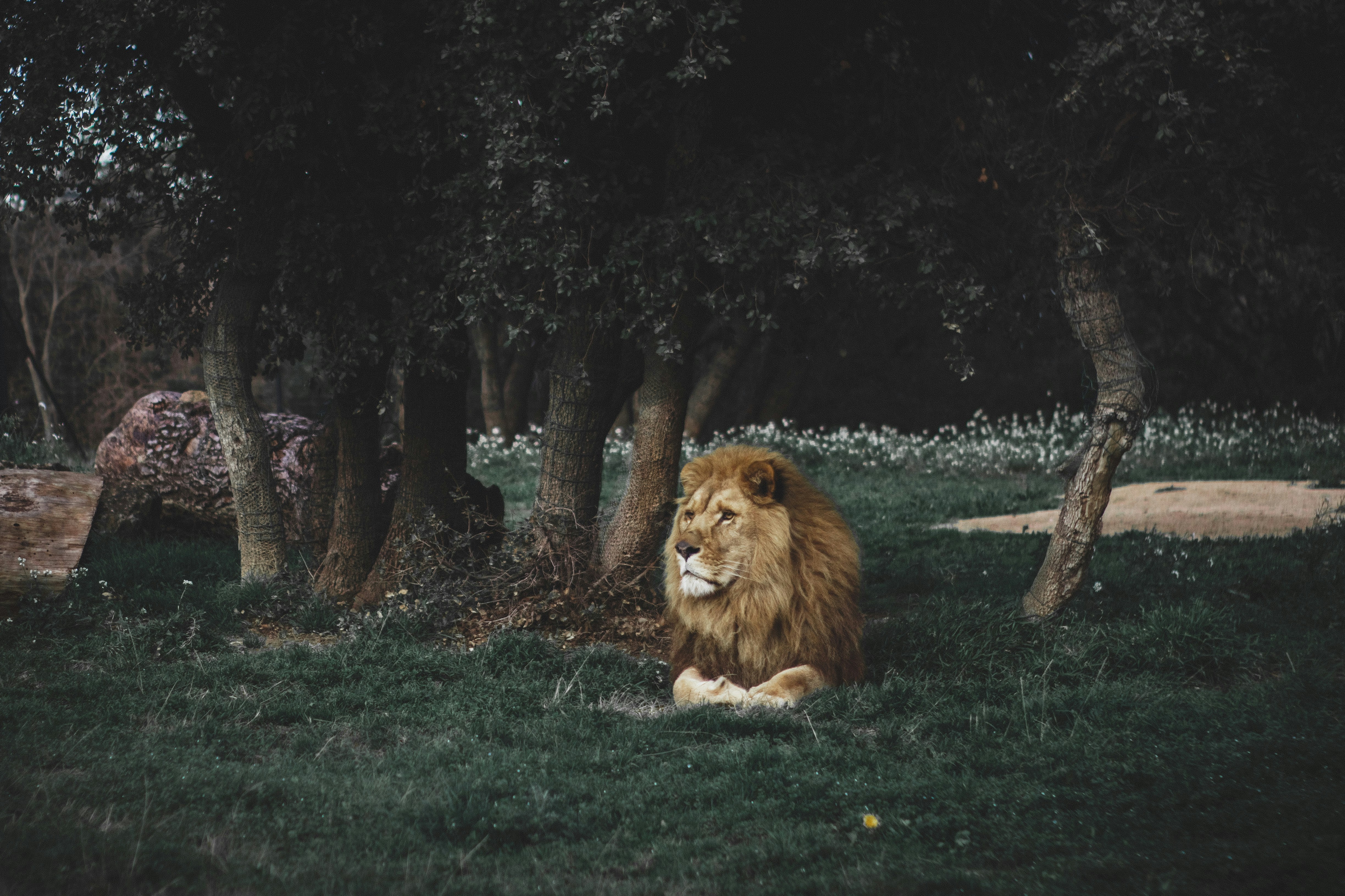 8. Not Every Lion in Africa Lives in a Pride (image credits: unsplash)