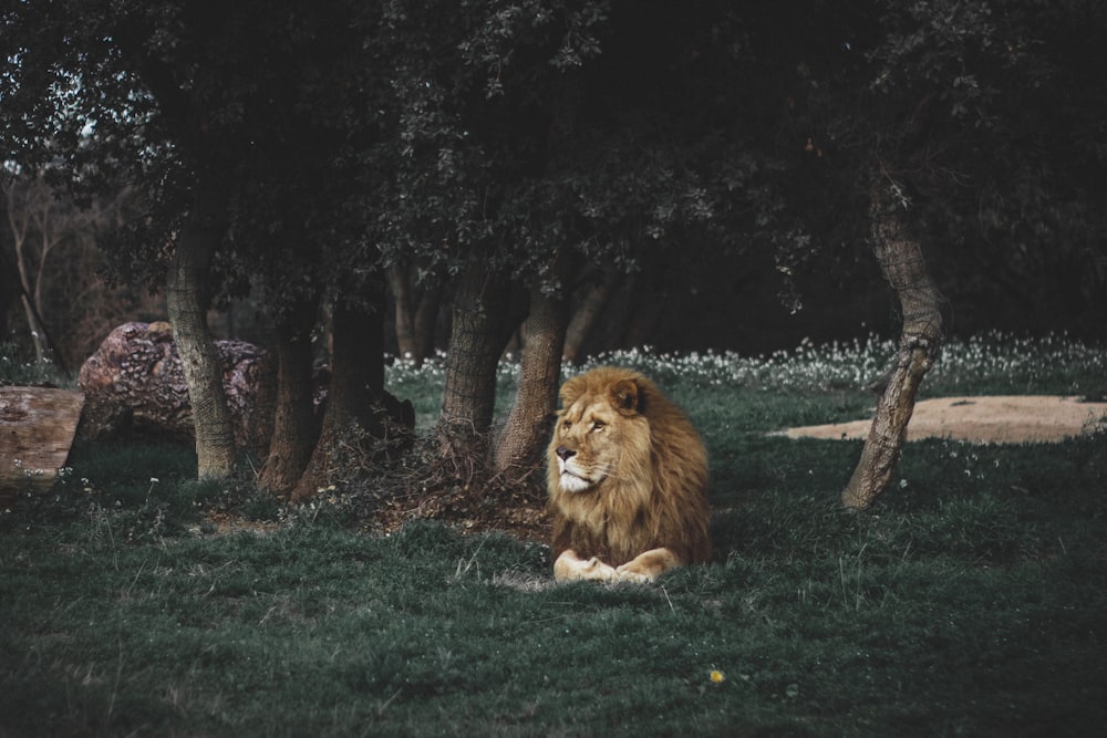 lion lying on green grass field