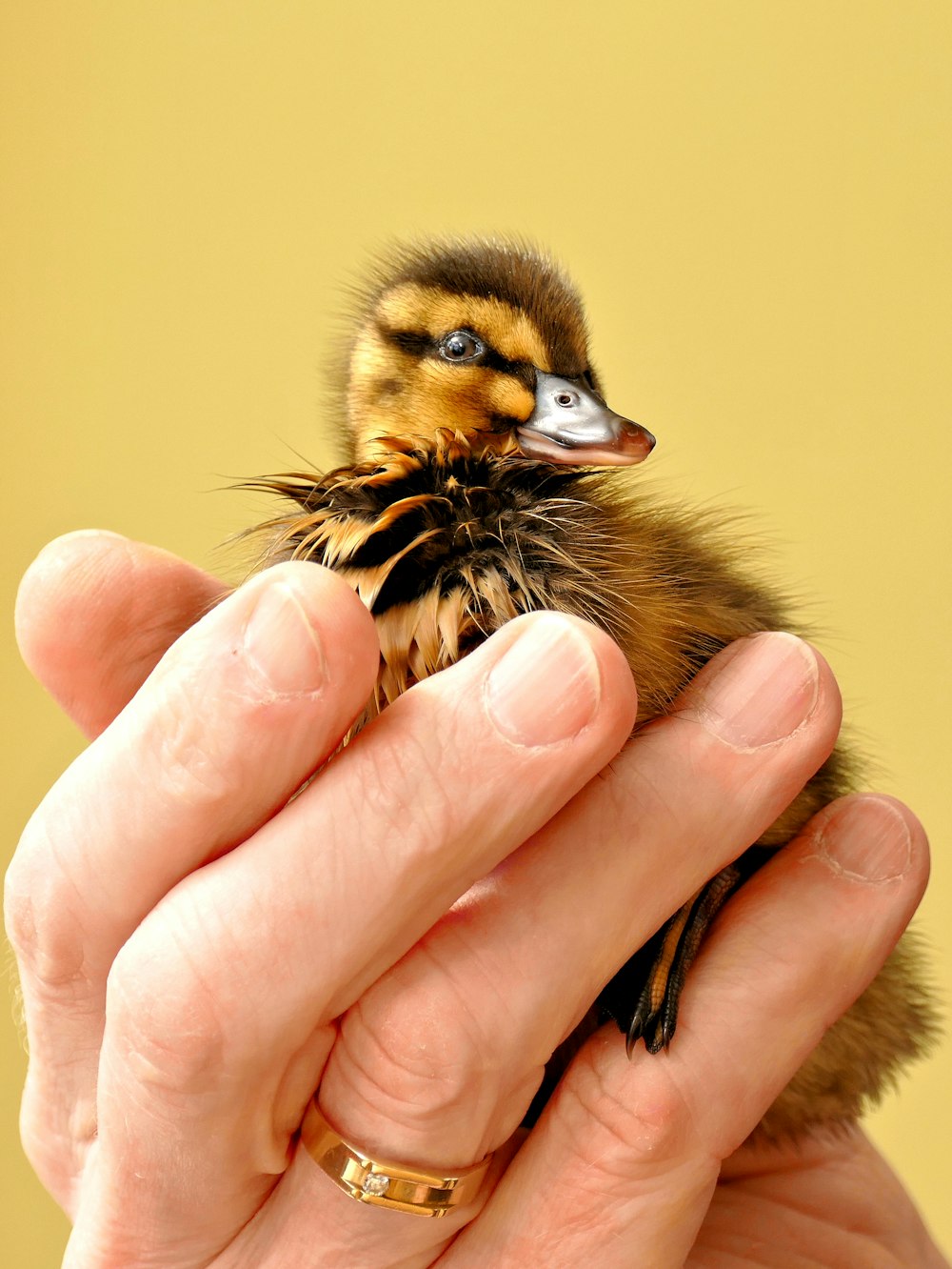 brown and black bird on persons hand