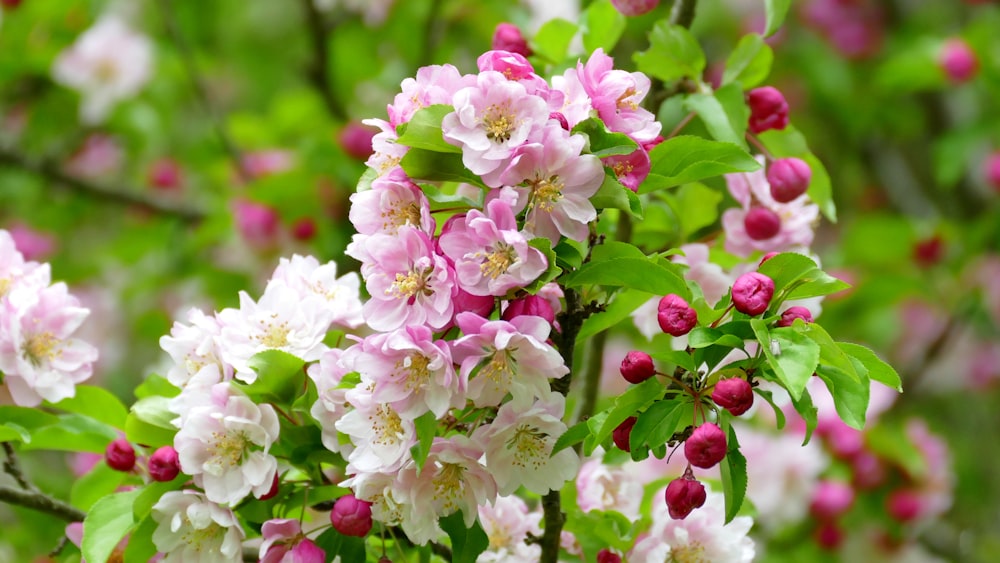 pink and white flowers in tilt shift lens