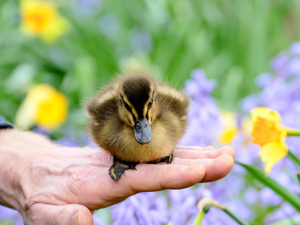 brown and black duckling on persons hand