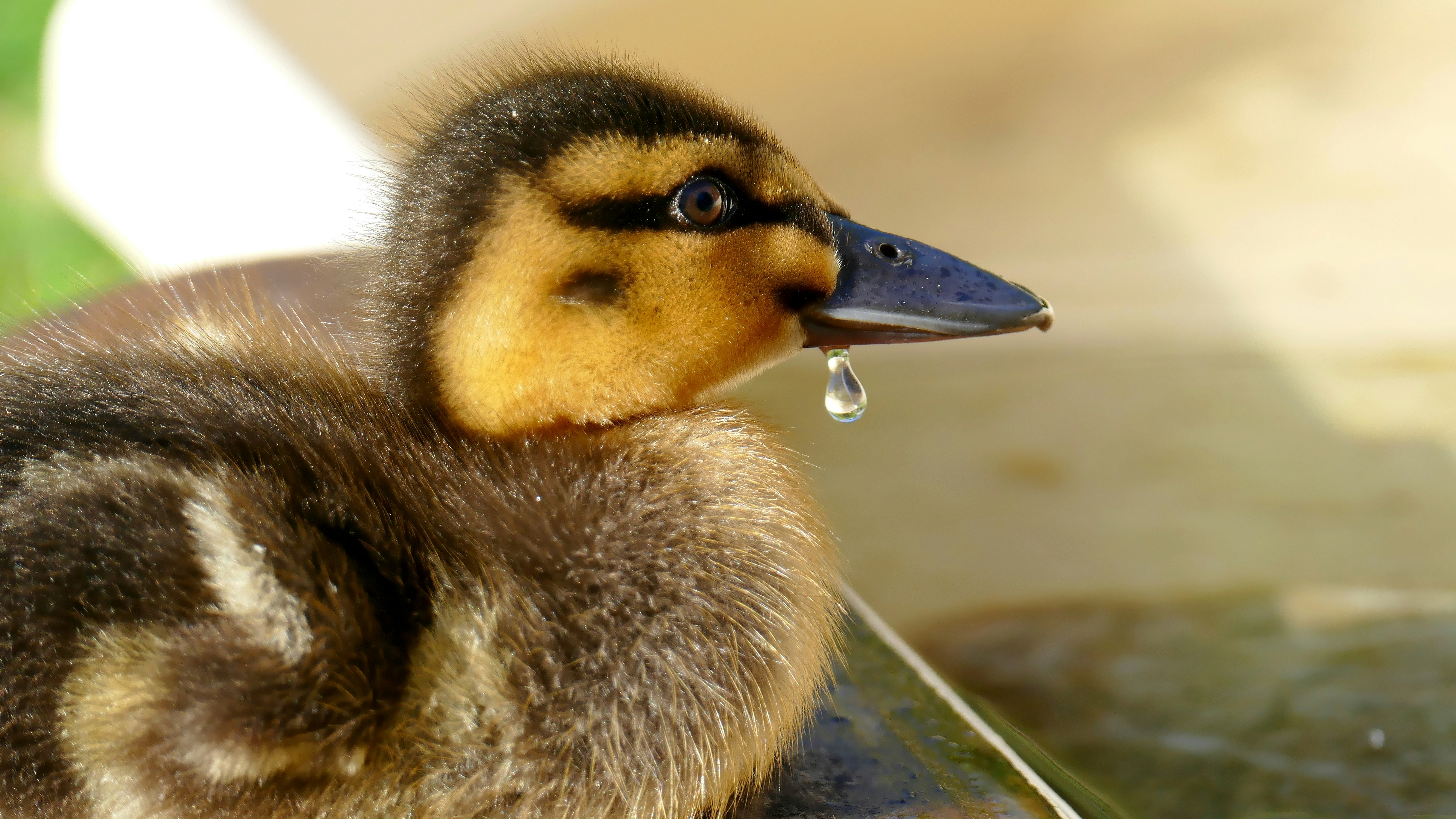 Braune und schwarze Ente auf dem Wasser