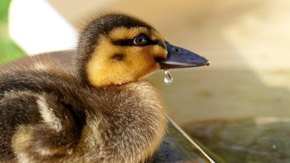 brown and black duck on water